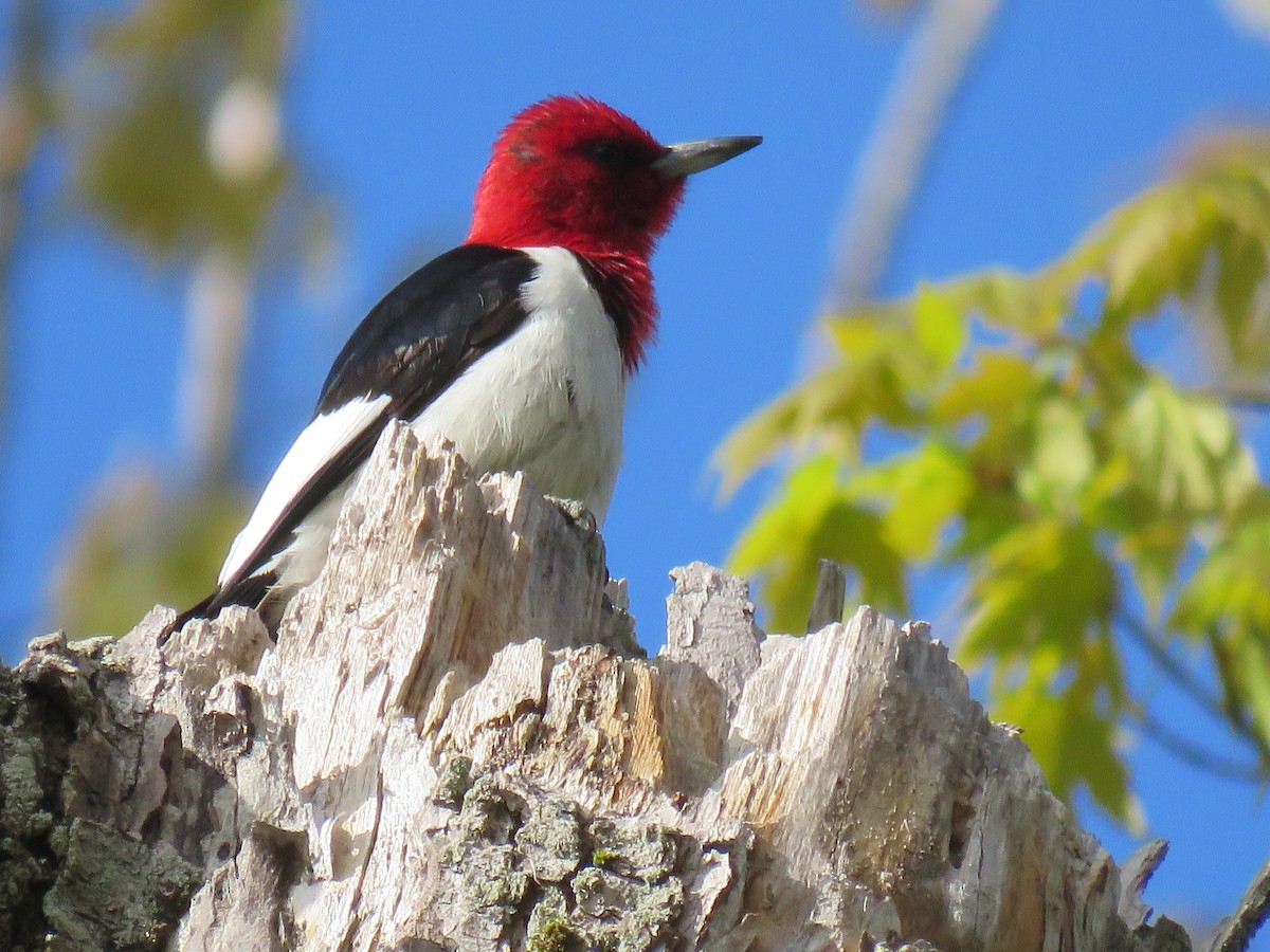 Pic à tête rouge - ML570618281