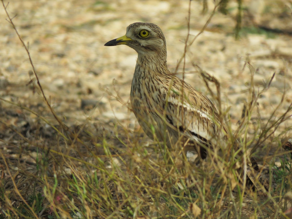 Eurasian Thick-knee - ML570618351