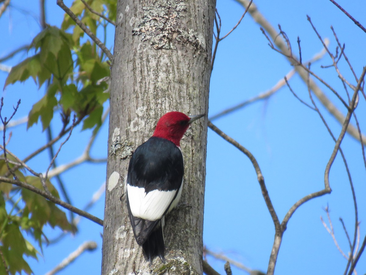 Red-headed Woodpecker - Steve Paul