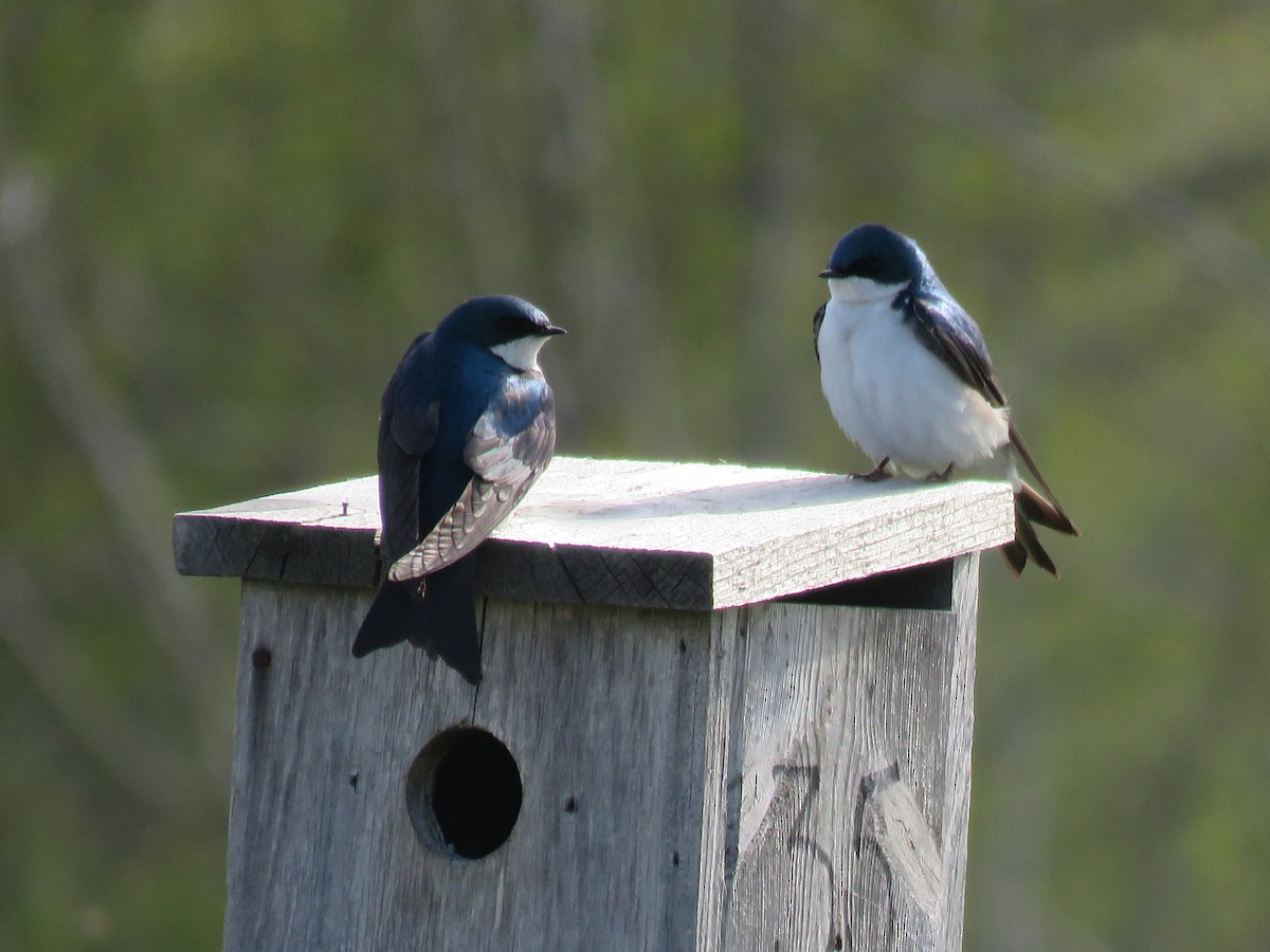 Tree Swallow - ML570618451