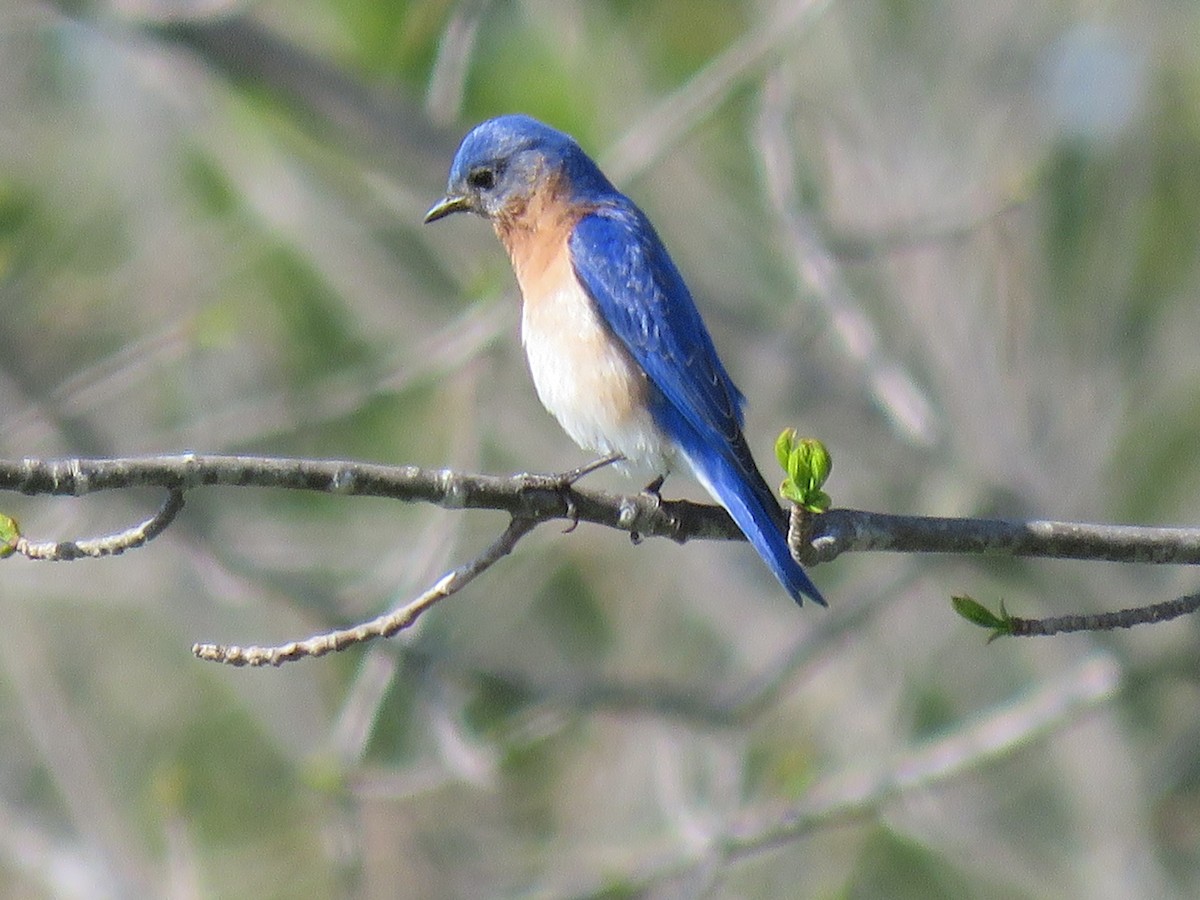 Eastern Bluebird - Steve Paul