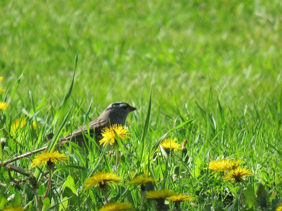 White-crowned Sparrow - Steve Paul