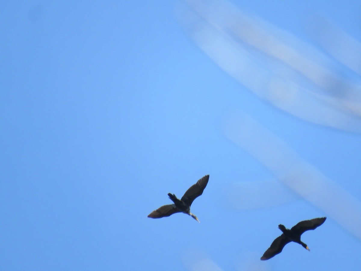 Double-crested Cormorant - Steve Paul