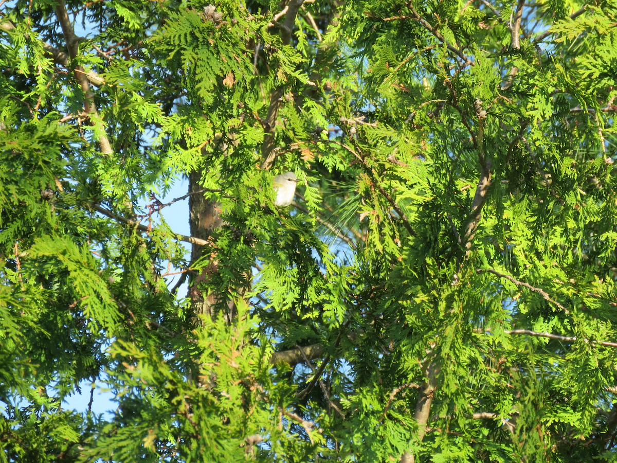 Tennessee Warbler - Steve Paul