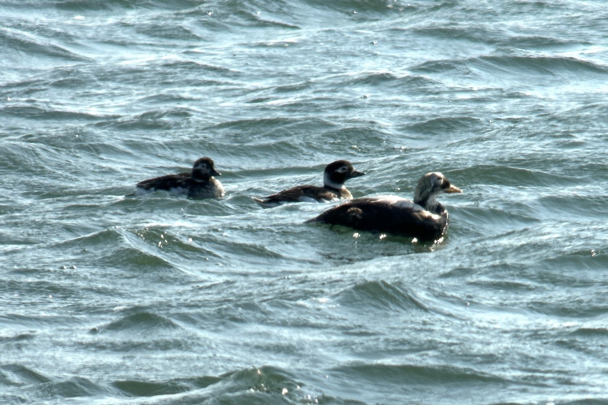 Spectacled Eider - ML570619501