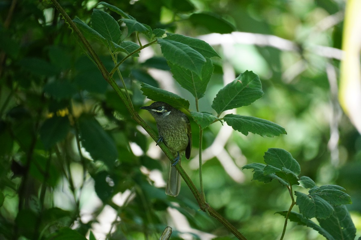 Eungella Honeyeater - ML570619601