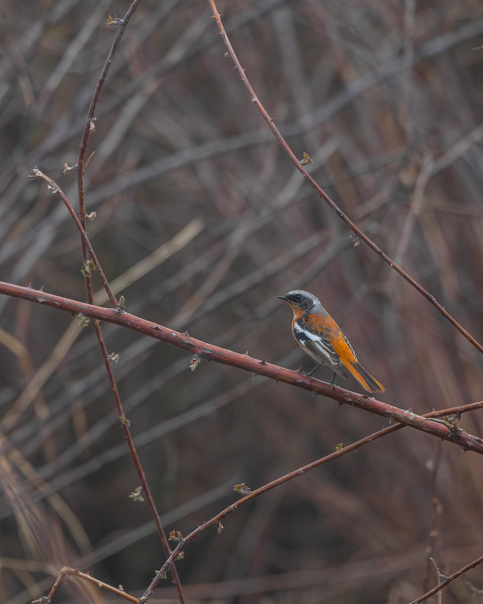 Rufous-backed Redstart - Mainak Das