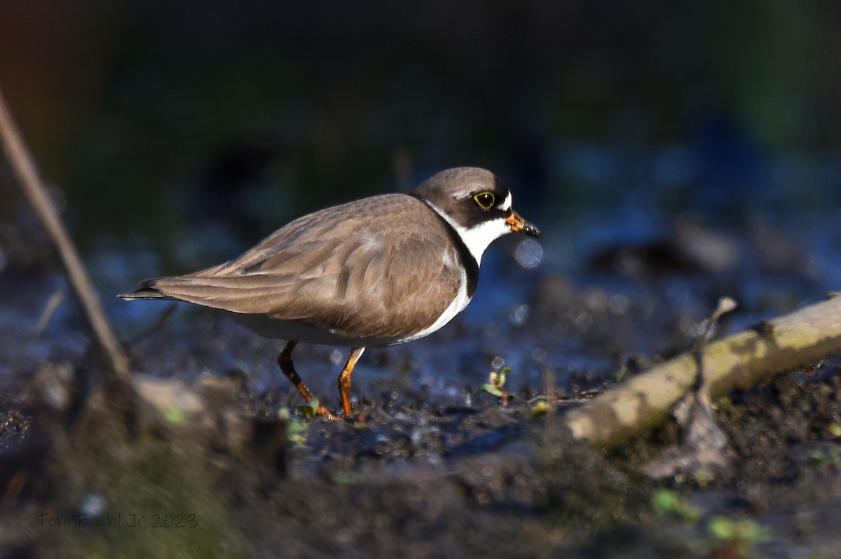 Semipalmated Plover - ML570622061