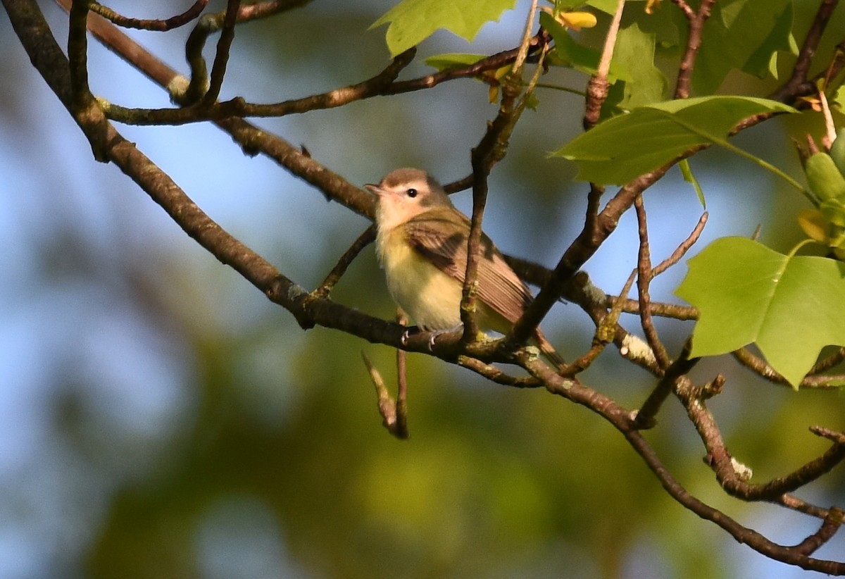 Warbling Vireo - ML570622241