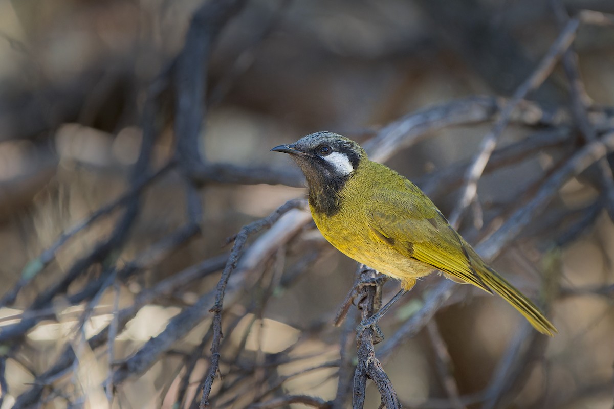 White-eared Honeyeater - ML570622281