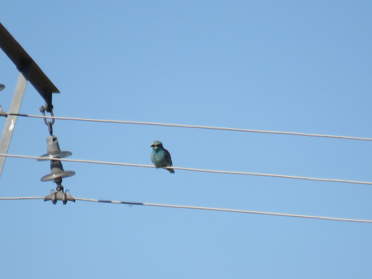 European Roller - ML570623511