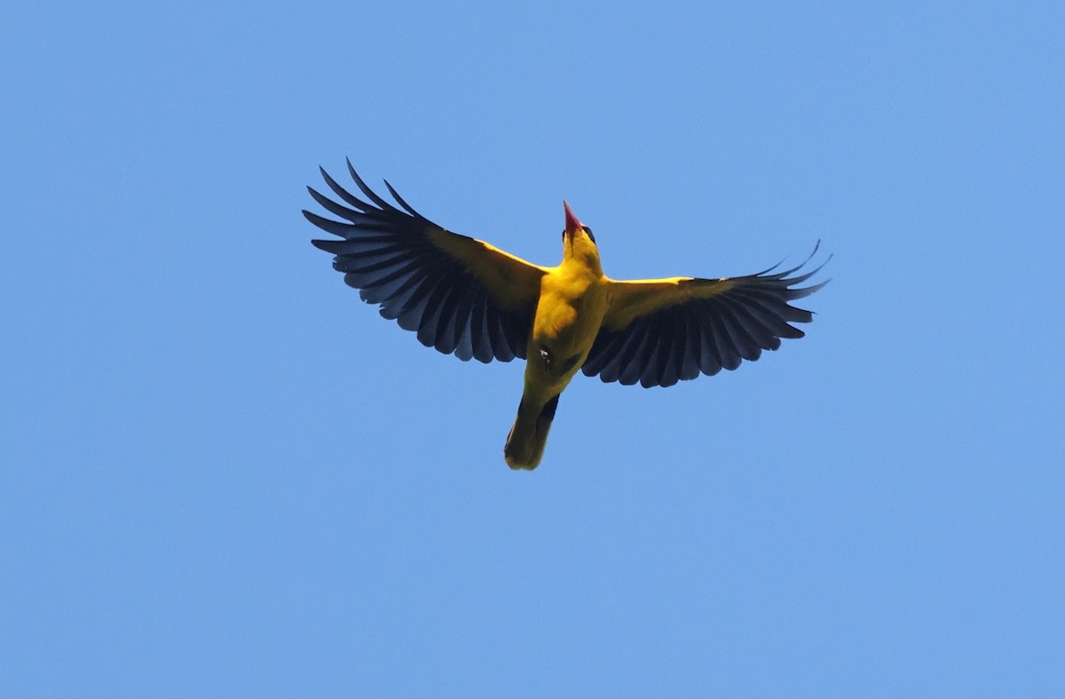 Black-naped Oriole (Philippine) - ML570623951