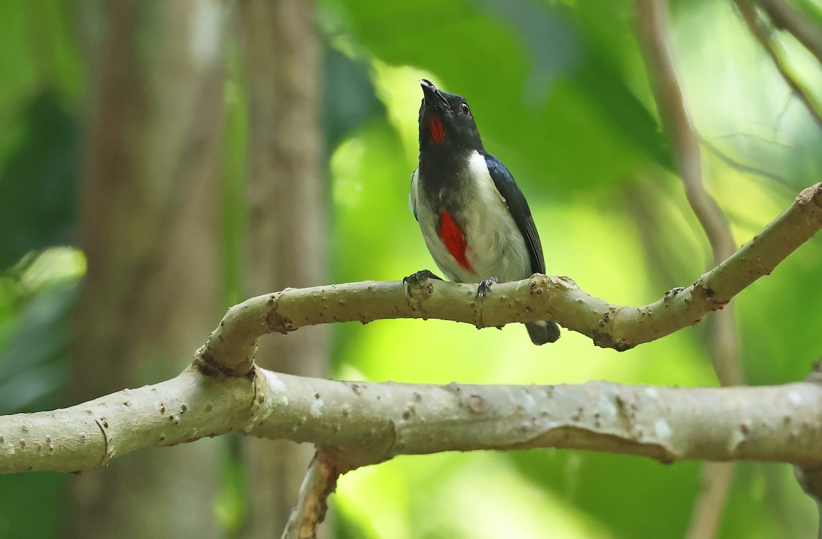 Scarlet-collared Flowerpecker - ML570623961