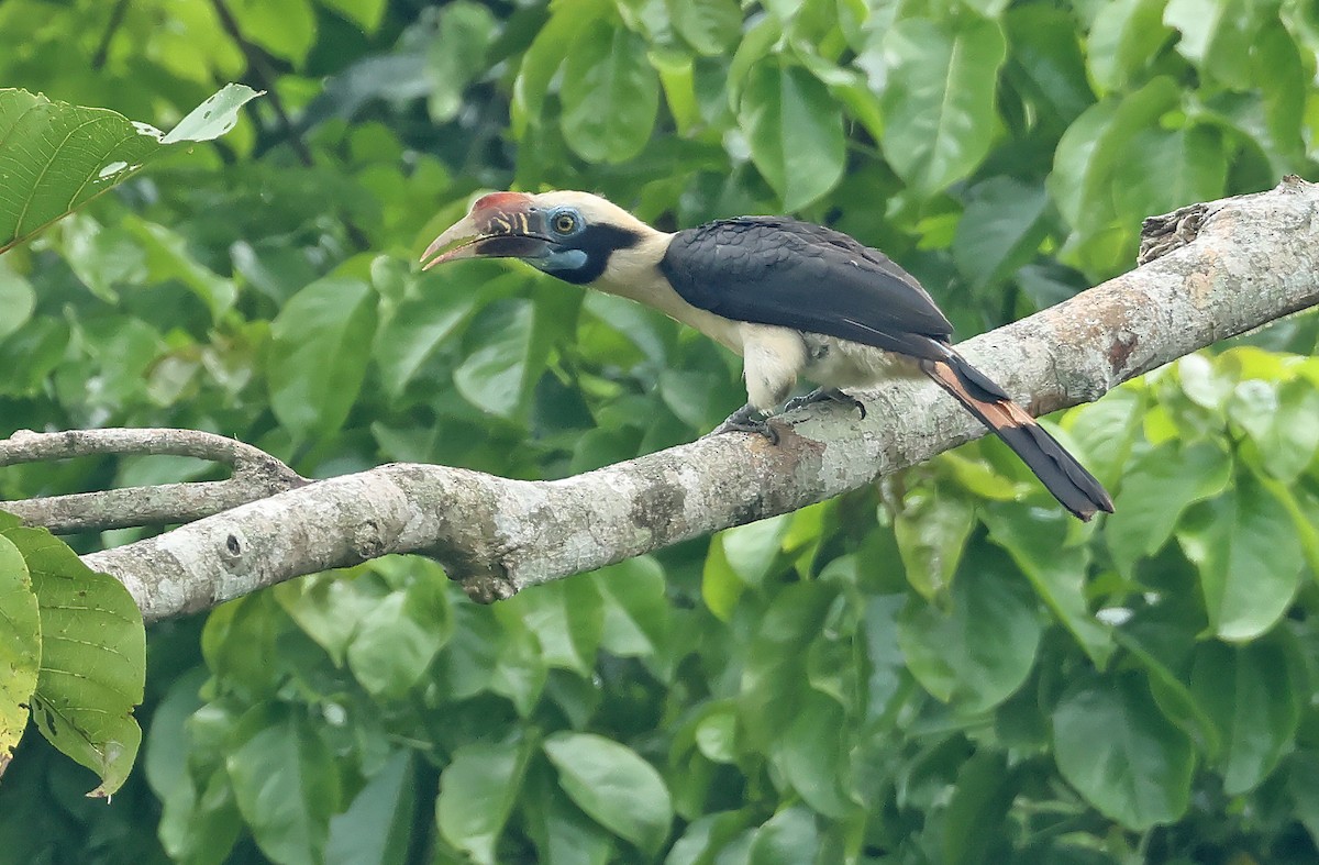 Cálao Chico de Mindoro - ML570624041