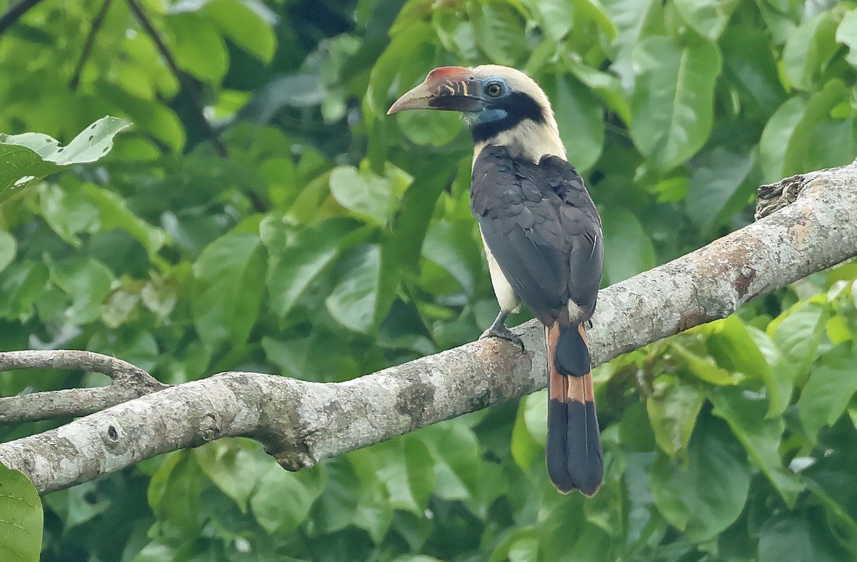 Mindoro Hornbill - ML570624051