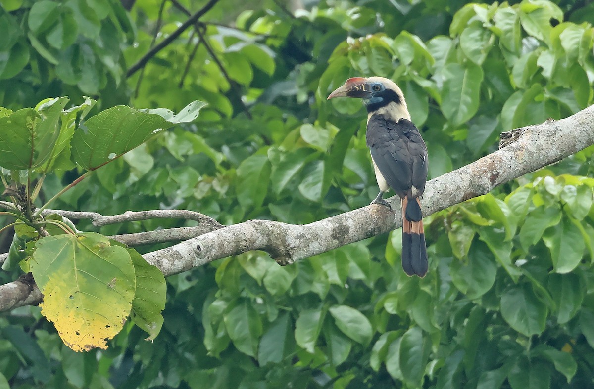 Cálao Chico de Mindoro - ML570624071