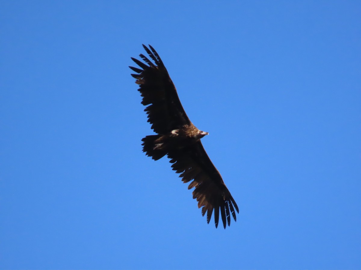 Cinereous Vulture - Guillaume Réthoré