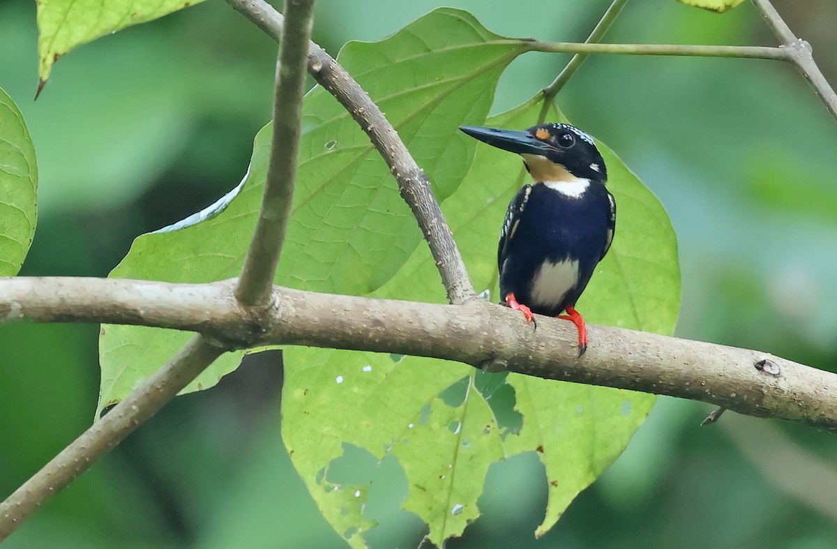 Northern Silvery-Kingfisher - ML570624511