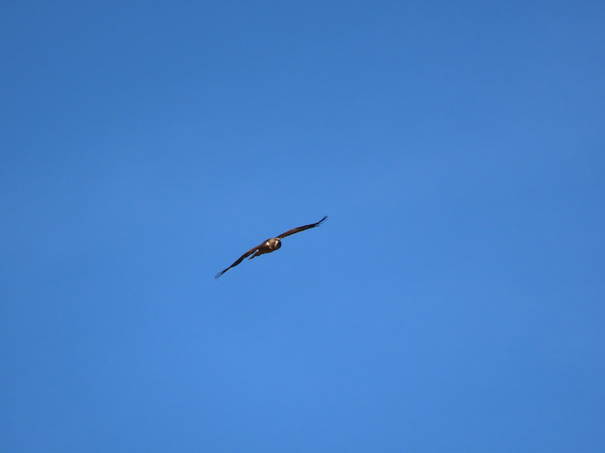 Booted Eagle - Guillaume Réthoré