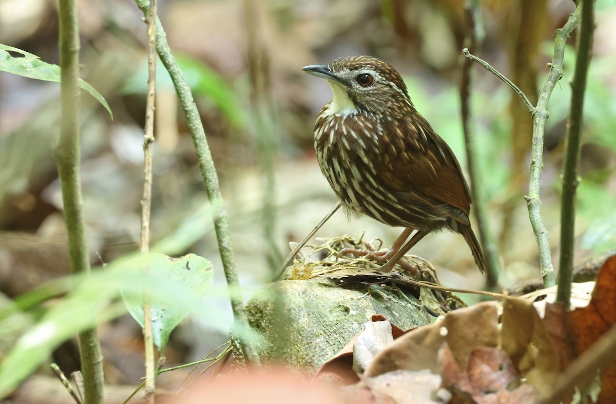 Striated Wren-Babbler - Robert Hutchinson / Birdtour Asia