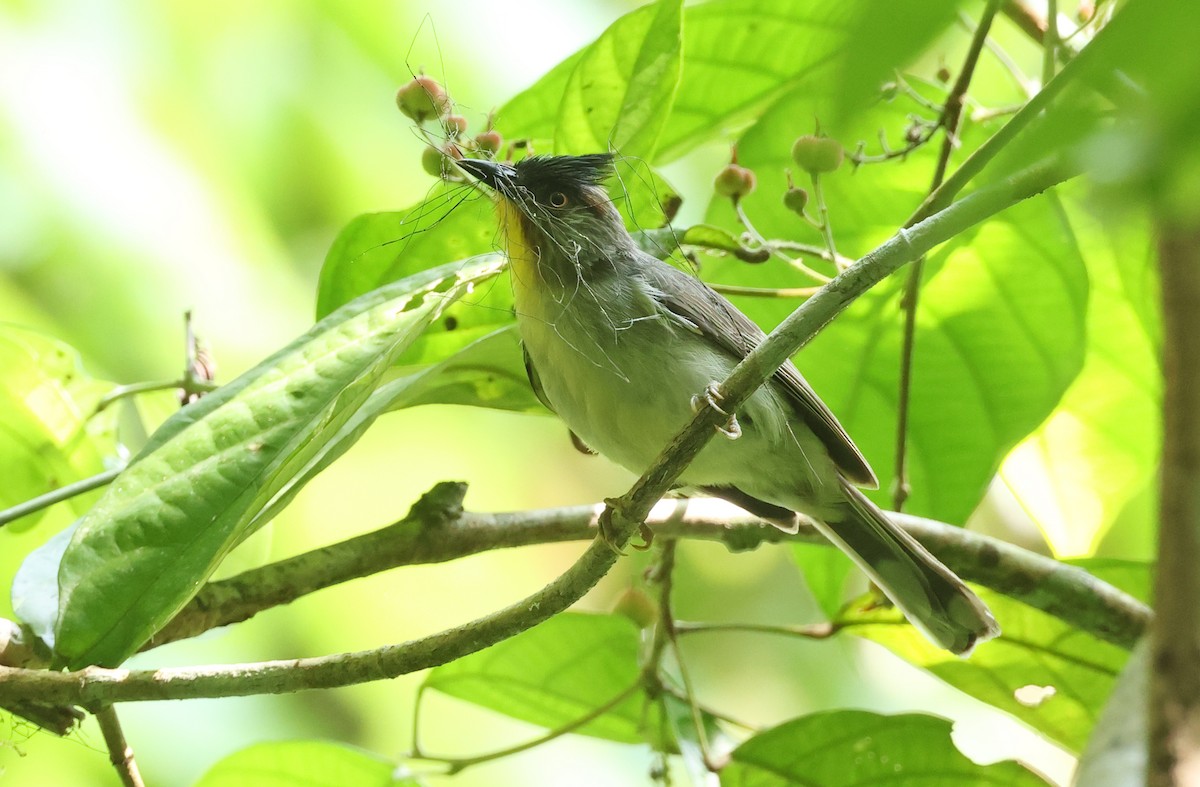 Visayan Babbler - ML570624771