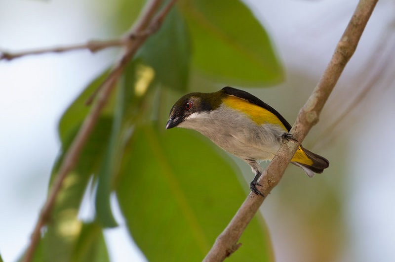 Yellow-sided Flowerpecker - Peter Ericsson