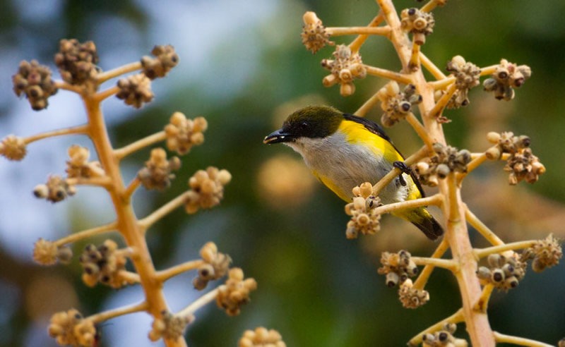 Yellow-sided Flowerpecker - ML570625021