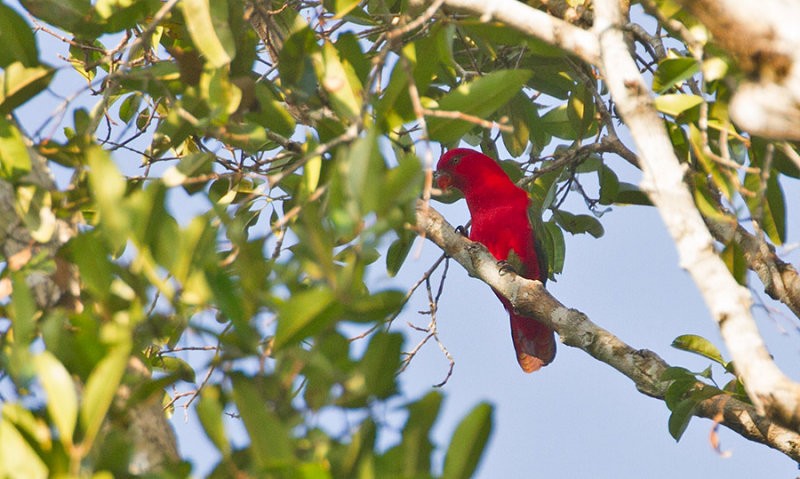 Chattering Lory - Peter Ericsson