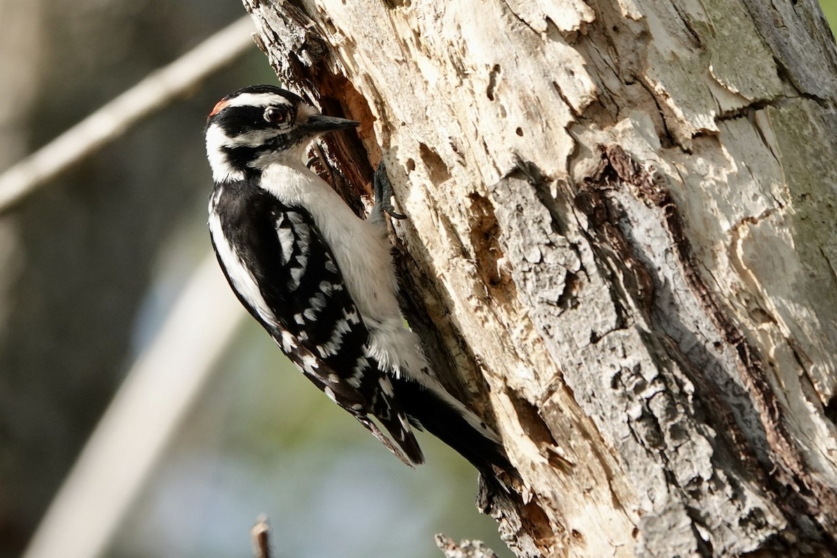Downy Woodpecker - Fleeta Chauvigne