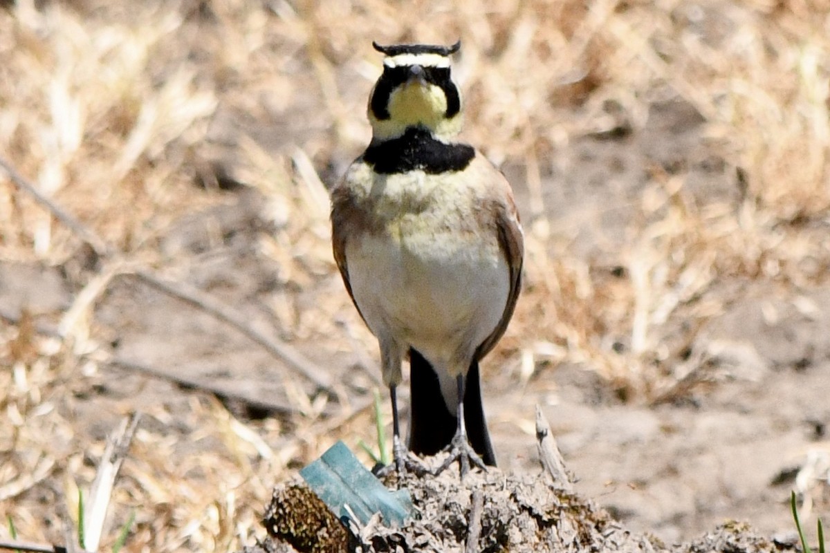 Horned Lark - ML570627261