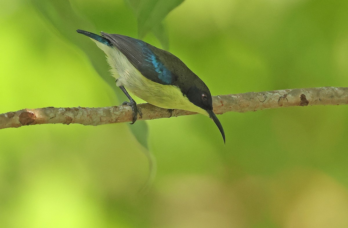 Metallic-winged Sunbird (Bohol) - ML570627371