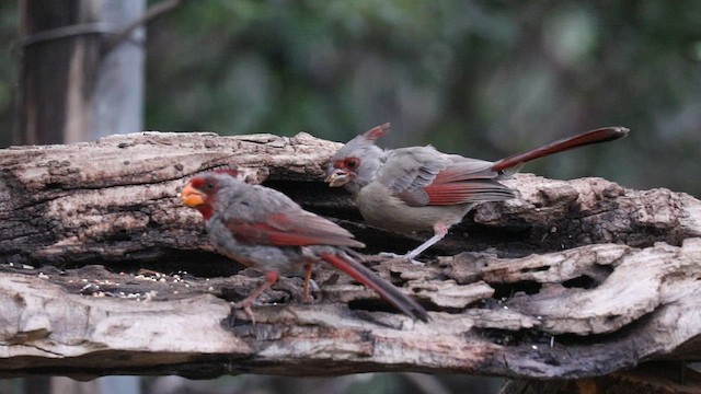 ørkenkardinal - ML570627771