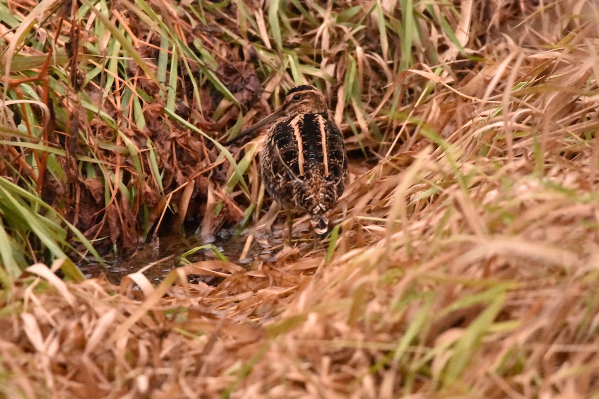 Wilson's Snipe - Maia J