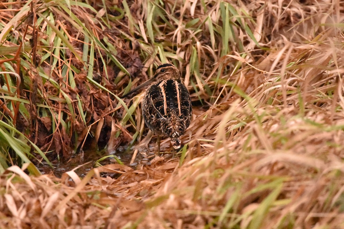 Wilson's Snipe - ML570628011