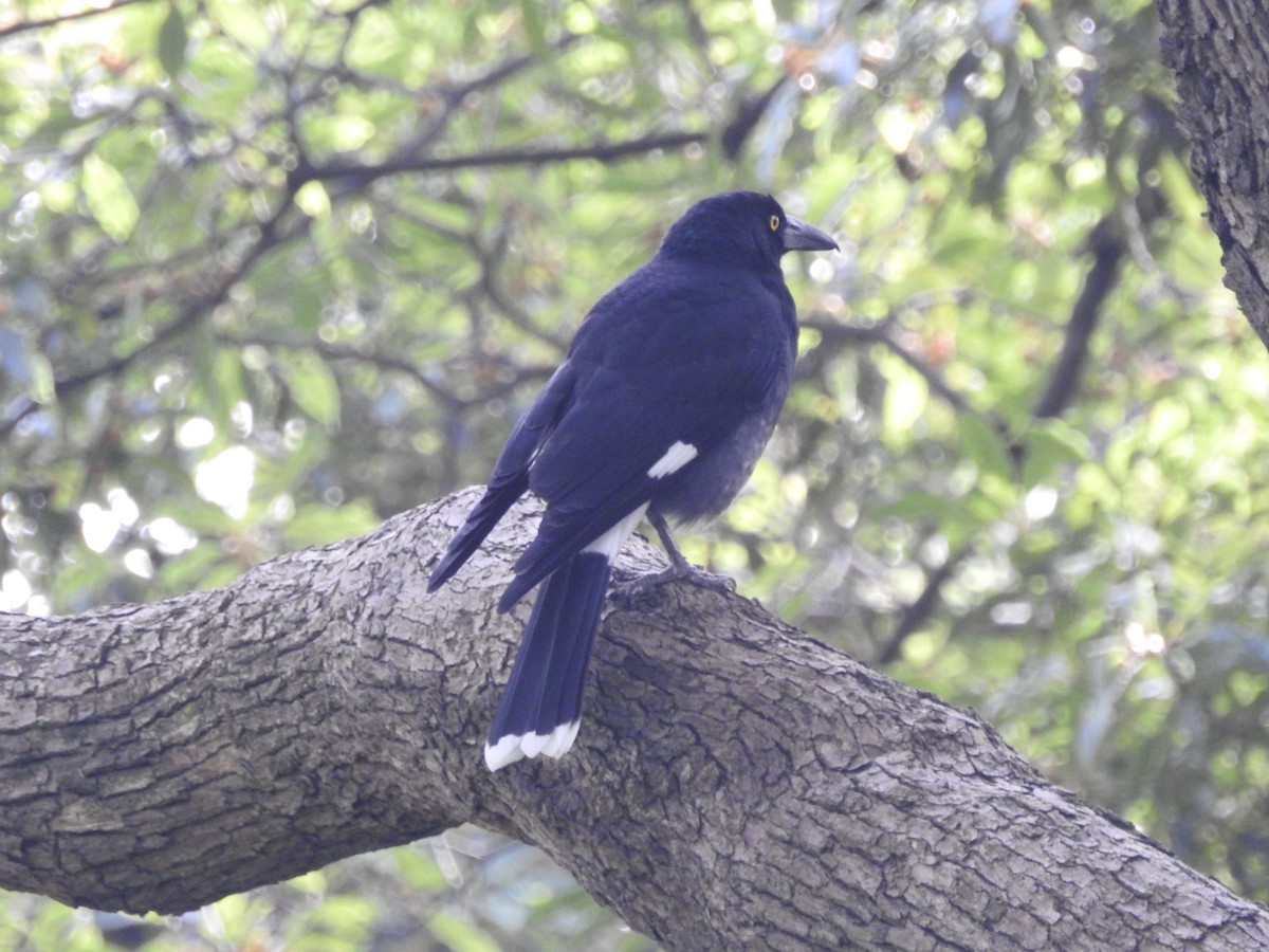 Pied Currawong - ML570628041