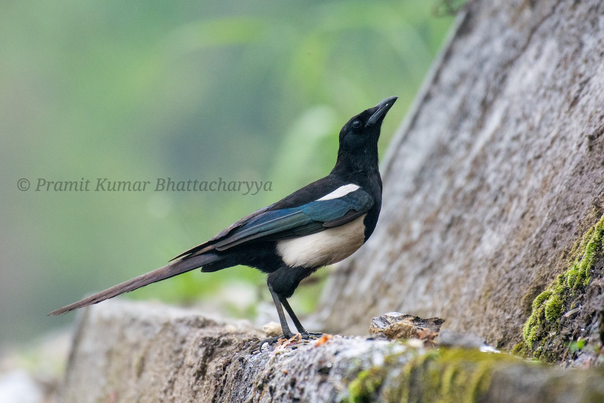 Black-rumped Magpie - ML570628191