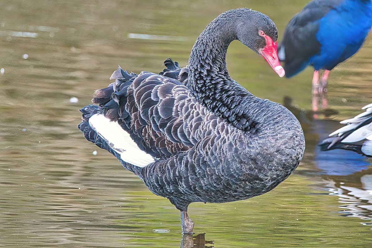 Black Swan - ML570628541