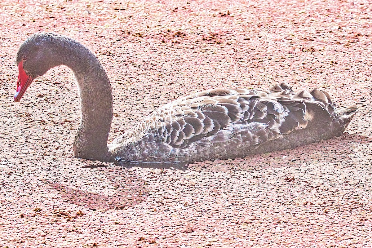 Black Swan - Alfons  Lawen