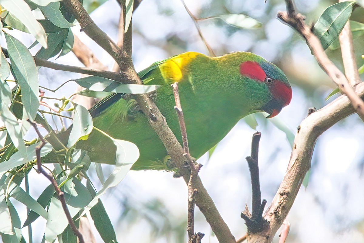 Musk Lorikeet - ML570629271