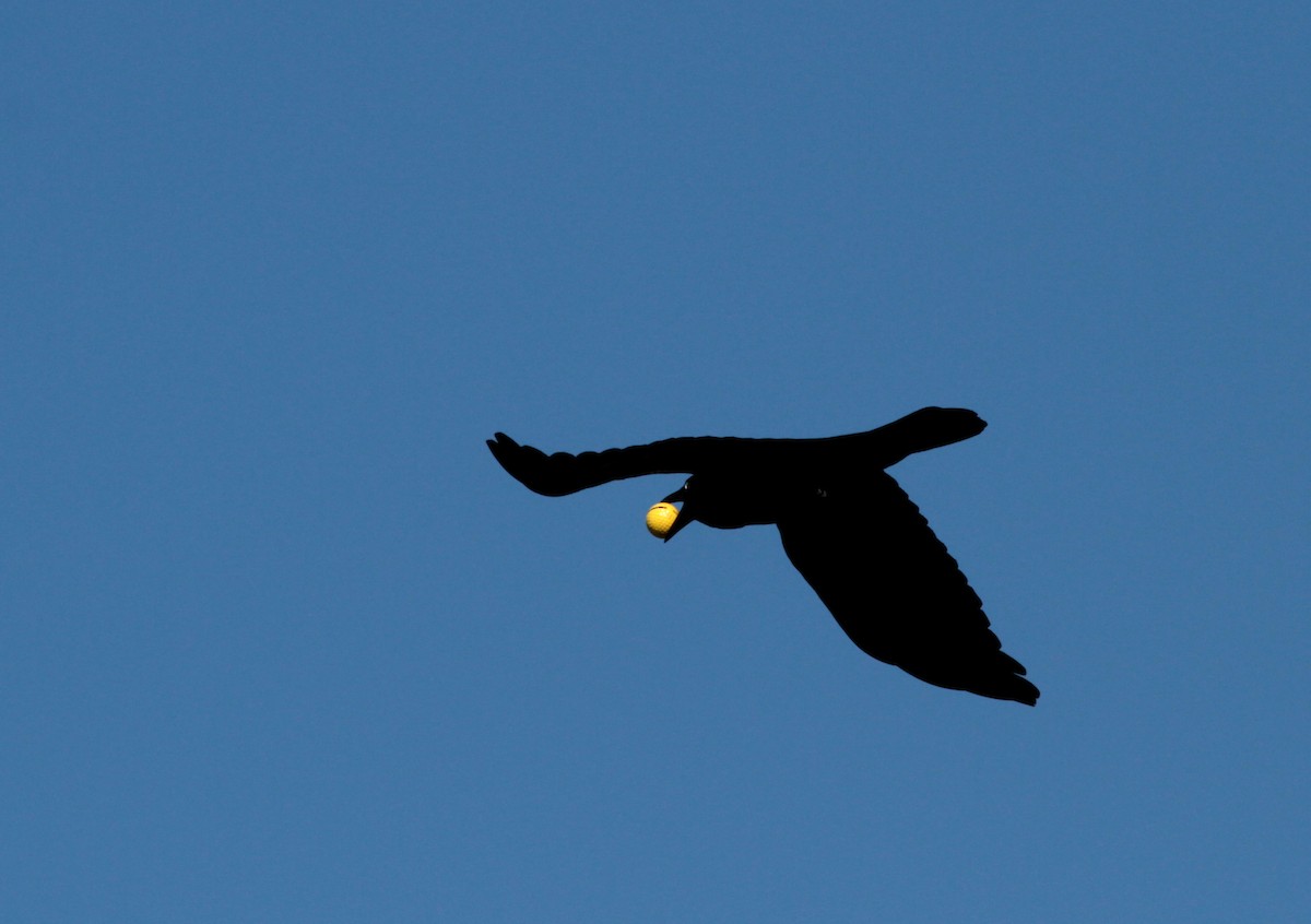 Australian Raven - ML57063051