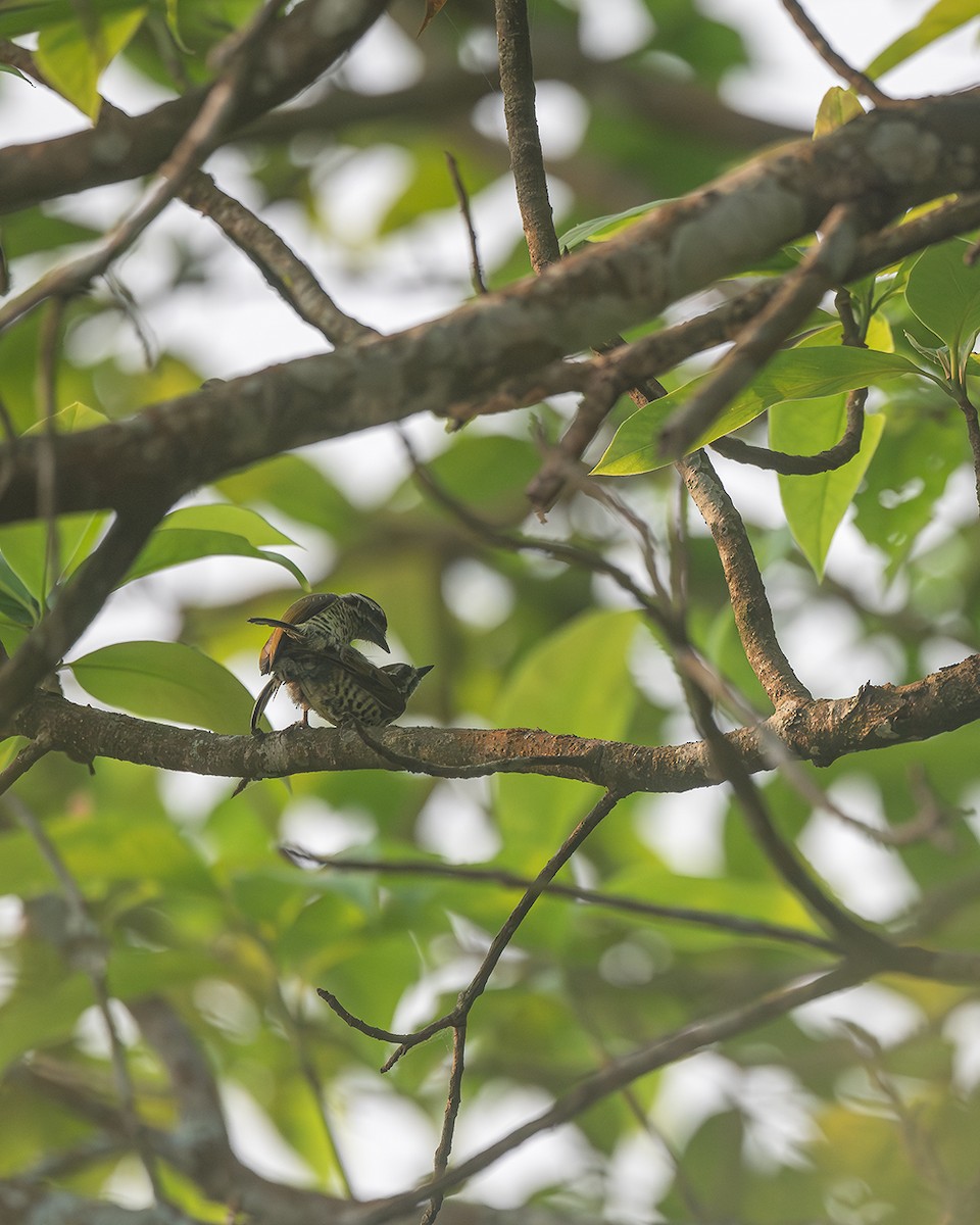 Speckled Piculet - ML570630981
