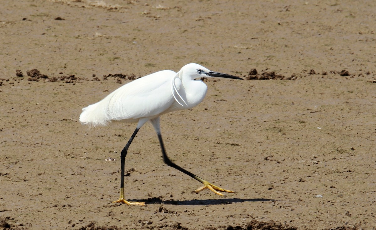 Little Egret - ML570631241