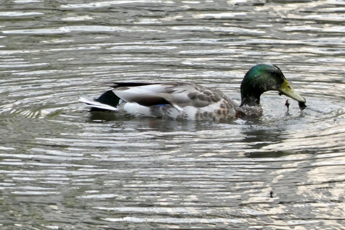 Mallard - ML570631271