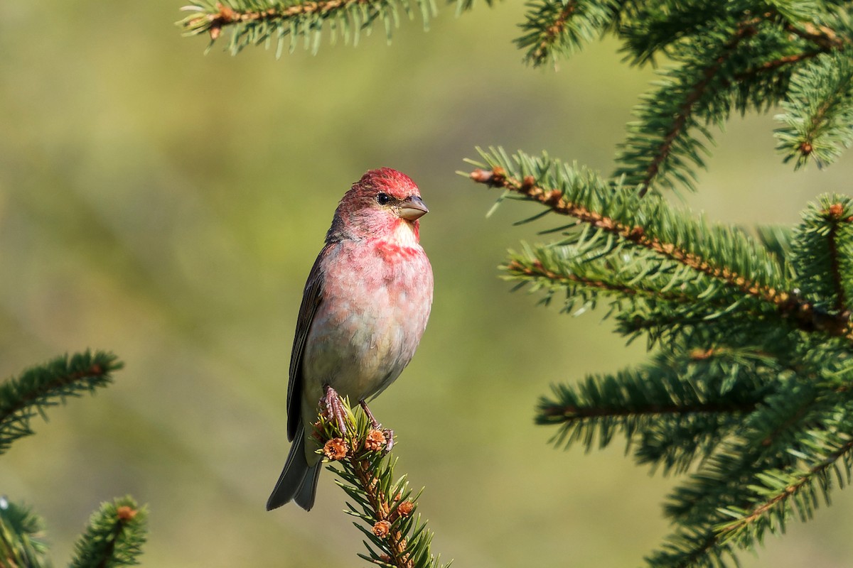 Common Rosefinch - ML570631291