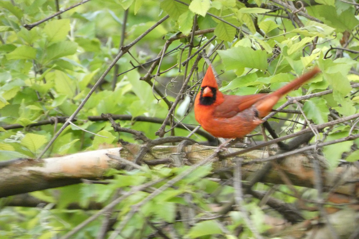 Northern Cardinal - ML570631551