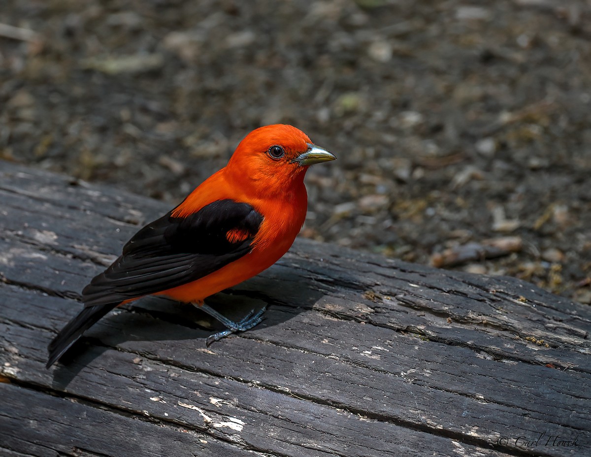 Scarlet Tanager - Carl Houck