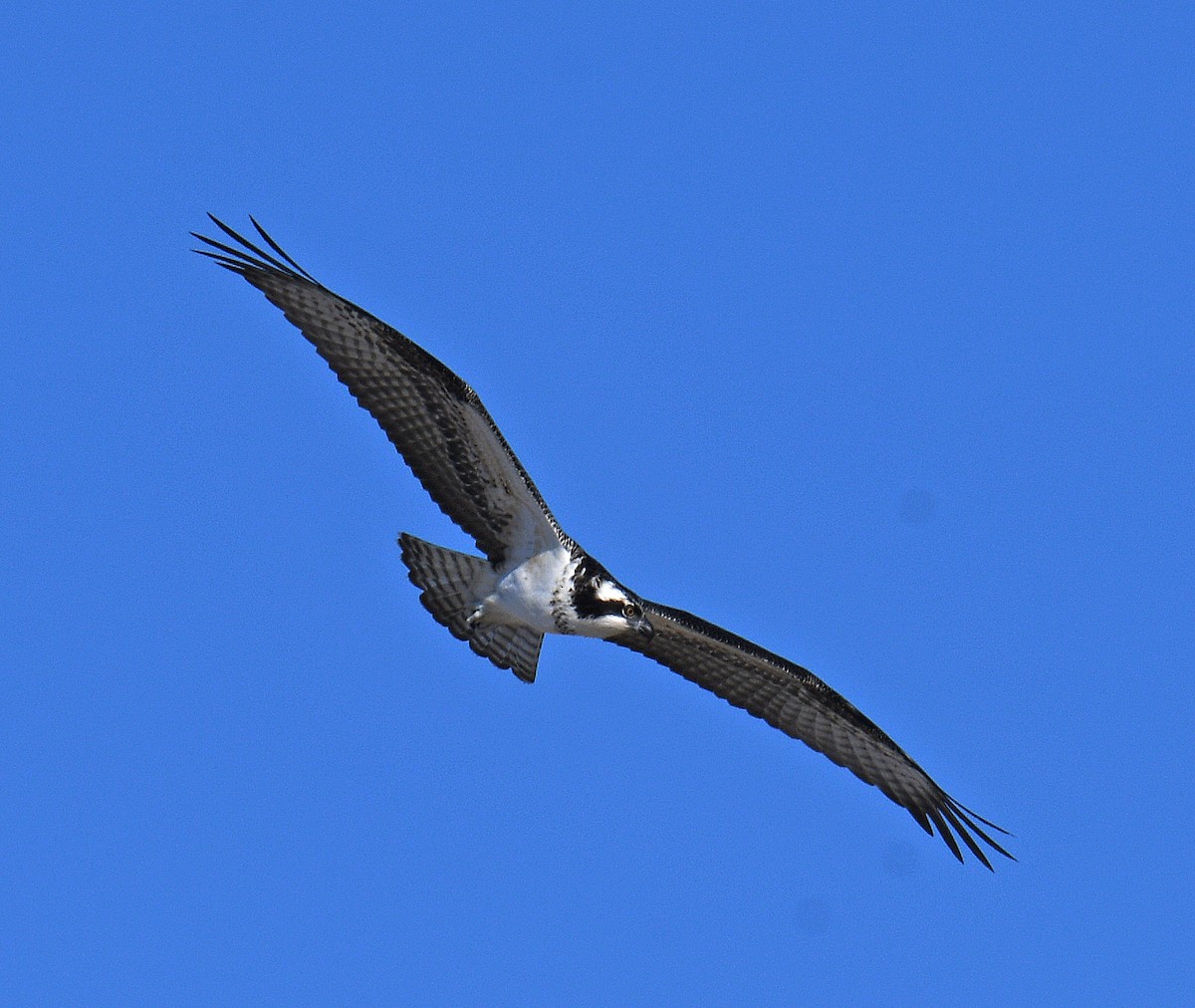 Águila Pescadora - ML570632741