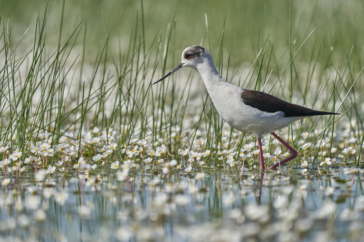 Black-winged Stilt - ML570633291