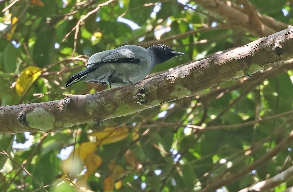 Black-bibbed Cuckooshrike - Robert Hutchinson