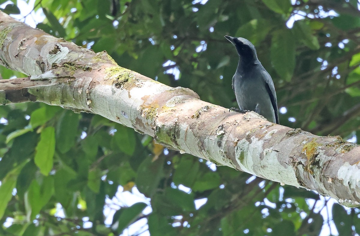 Black-bibbed Cuckooshrike - ML570634231